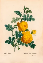 Roze zwavel, Rosa hemisphaerica, Gele rozenzwavel. Handgekleurde stipple kopergravure uit Pierre Joseph Redoute