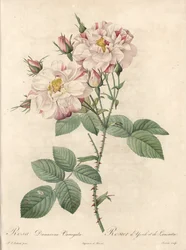 Rosier de Damascus, variëteit York en Lancaster - Eau forte de Bessin, uit een illustratie van Pierre Joseph Redoute, uit Les Roses