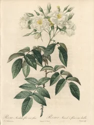 Rosier musque, met dubbele bloemen - Ets van Charlin, uit een illustratie van Pierre Joseph Redoute (1759-1840), extract uit Les Roses