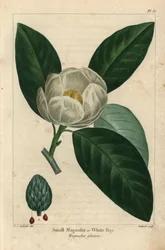 Kleine magnoliaboom of witte baai, Magnolia glauca