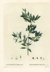 Syrische liguster, Fontanesia phillyreoides