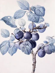 De Tak van een Pruimenboom met een Wesp die Water Drinkt op een Blad