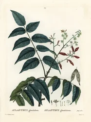 Hemelboom, Ailanthus altissima