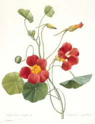 Tropaeolum majus Tuinnasturtium