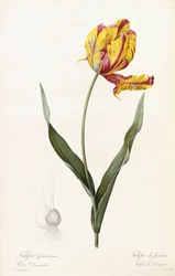 Tulipa Gesneriana - Tuin tulp