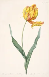 Tulipa Gesneriana var. Dracontia Papegaaitulp, 1816
