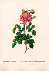 Bonte Vier Seizoenen roze, Rosa damascena var. bifera. Handgekleurde stipple kopergravure uit Pierre Joseph Redoute