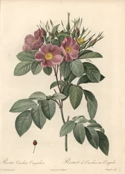 Virginia roos, donkere bloemen - Ets van Langlois, gebaseerd op een illustratie van Pierre Joseph Redoute (1759-1840), uit Les Roses