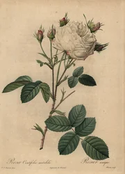 Witte en roze koolroos, Rosa centifolia