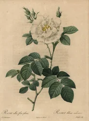 Witte roos, Rosa alba flore pleno