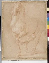 Paardenstudie