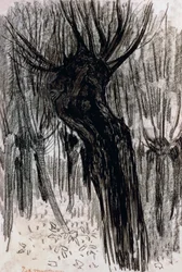 Wilgen