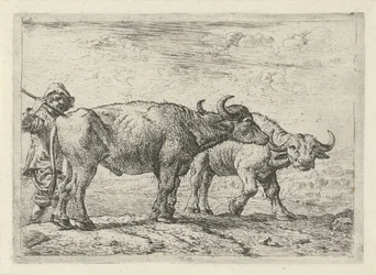 Twee buffels en een herder
