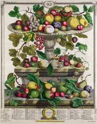 Juni, uit «Twaalf maanden fruit», door Robert Furber (ca. 1674-1756), gegraveerd door Henry Fletcher, 1732