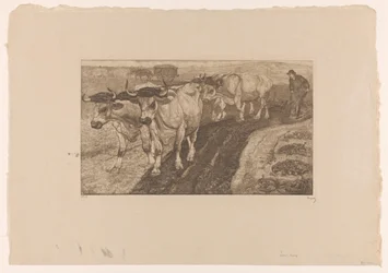 Vier ploegende ossen