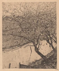 Appelbomen langs de Kant van een Sloot