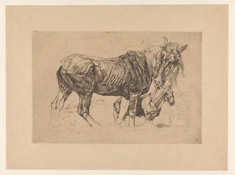 Studieblad met twee paarden