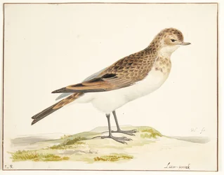 Een veldleeuwerik (alauda arvensis)