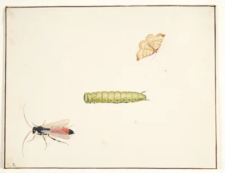 Drie insectenstudies