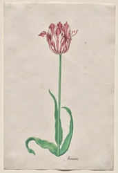 Studie van een Tulp (Anvaers)