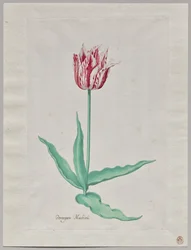 Studie van een Tulp (Perregoen Machieu)