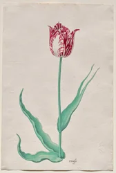 Studie van een Tulp (