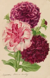 Originelen van publicaties over tuinbouw en boomteelt, 1878-1881