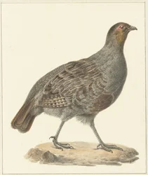 Patrijs