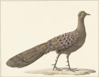 Spiegelpauw