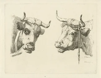Twee koeienkoppen