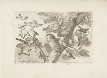 Uil en andere vogels in boom