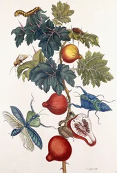 Metamorfose van verschillende insecten, 1726