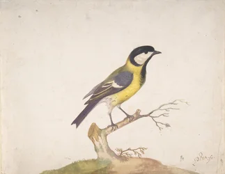 Een koolmees Parus major zittend op een tak, 1670-93