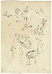 Studies van honden