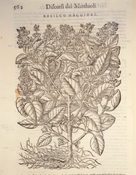 Basilicum (Ocymum basilicum), gravure door Pier Andrea Mattioli