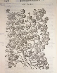 Kappertjesstruik (Capparis spinosa), gravure door Pier Andrea Mattioli