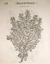 Gewone Buxus (Buxus sempervirens), gravure door Pier Andrea Mattioli