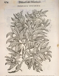 Mispel (Mespilus germanica), gravure door Pier Andrea Mattioli