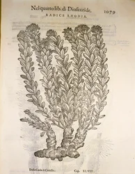 Goudwortel of Rozenwortel (Rhodiola rosea), gravure door Pier Andrea Mattioli