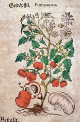 Herbarium: botanische afbeelding van Pomum aureum, met een tomatenplant (Caulis floridus). Gravure in «Kreutterbuch des Hochgelehrten und weitberühmten Herrn D. Petri Andreae Matthioli» door Pietro Andrea Mattioli (Matthioli)