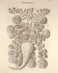 Mierikswortel (Armoracia rusticana), gravure door Pier Andrea Mattioli