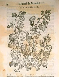 Populier (Populus), gravure door Pier Andrea Mattioli