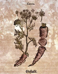 De wortel. Gravure in 