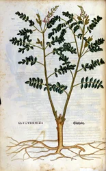 De zoethout. Gravure - in 