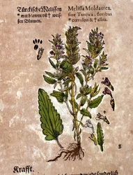 De melisse. Gravure - in 