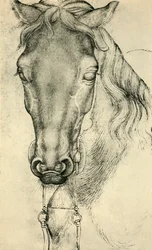 Hoofd van een paard