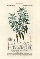 Bolmargriet, Globularia salicina
