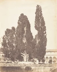 Oude cipressen in het kartuizerklooster, Rome, 1853-1856