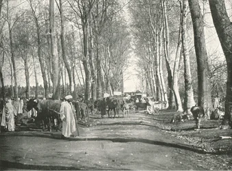 Arabische markt en beurs, Boufarik, Algerije
