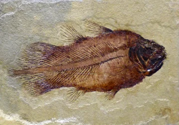 Fossiele voetafdruk van de Carboon coelacanth